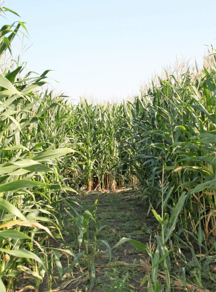 Inside the Skelly's corn maze