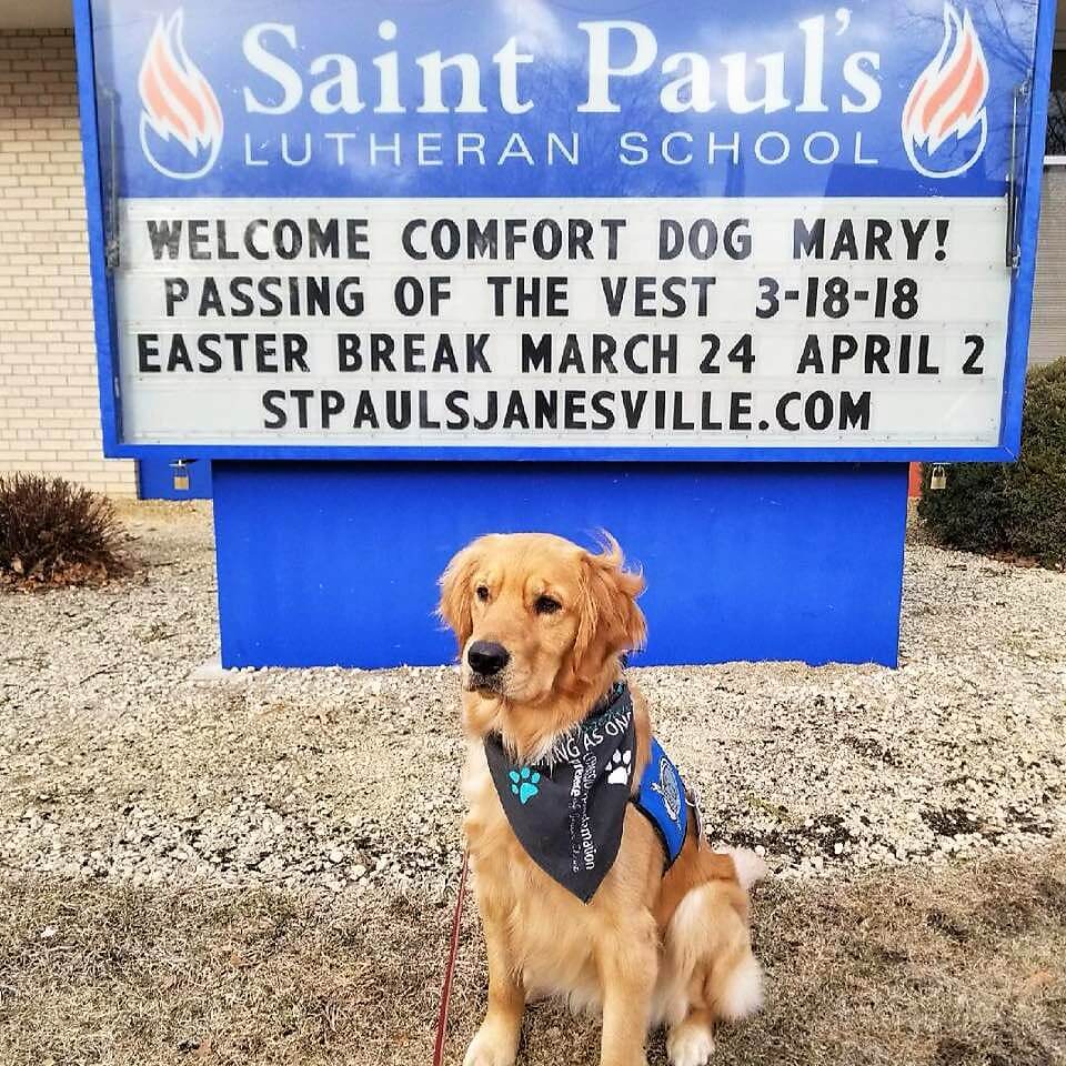 Mary the Comfort Dog